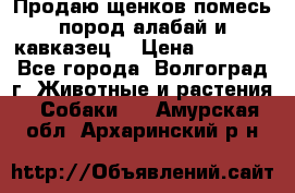 Продаю щенков помесь пород алабай и кавказец. › Цена ­ 1 500 - Все города, Волгоград г. Животные и растения » Собаки   . Амурская обл.,Архаринский р-н